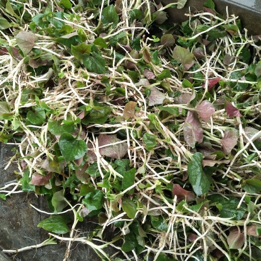 重庆市白茎鱼腥草