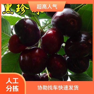 黑珍珠樱桃苗 四川苍溪发货 林木种子许可