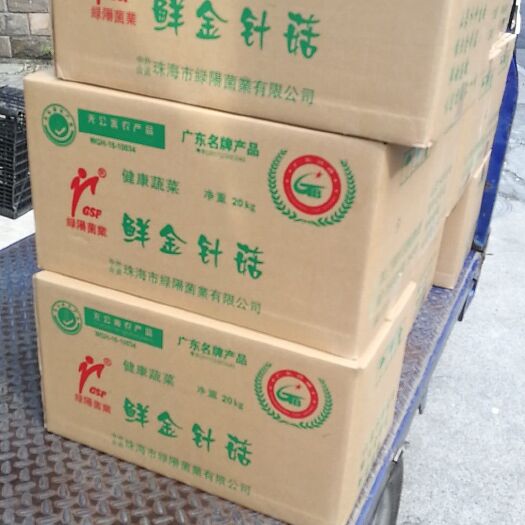 杭州白金针菇 鲜金针菇 未开伞