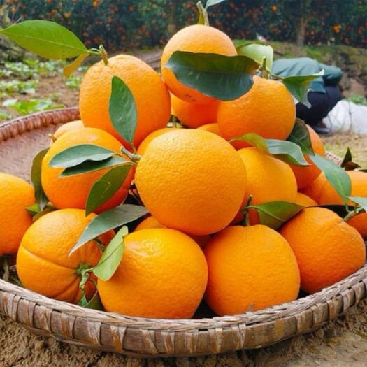  （坏果包赔）高山脐橙冰糖橙橙子橘子新鲜橙子四川脐橙桔子多规