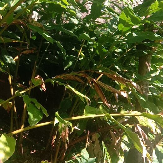 福贡县 草果苗