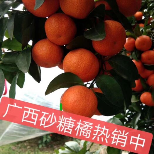 常宁市沙糖桔 自家现摘广西正宗砂糖橘🍊🍊🍊
果园新鲜采摘🌿不加蜜