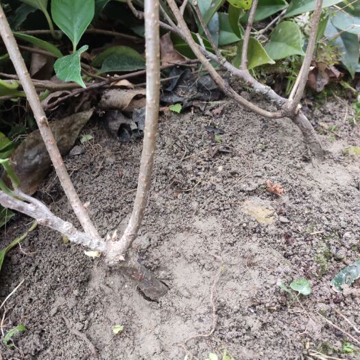 通道县粉红黑老虎苗  二年黑老虎苗