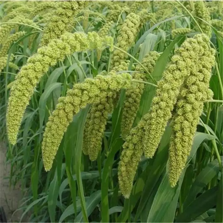  太行小米，赞皇特产