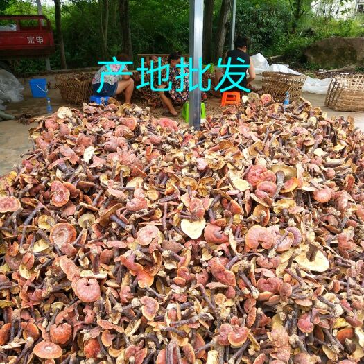 彭州市 四川 椴木赤灵芝  药效高   量大从优