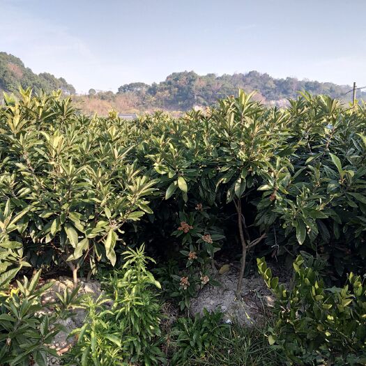 台州白沙枇杷苗  2年白沙枇杷，软条白沙，口感非常好的白沙枇杷果