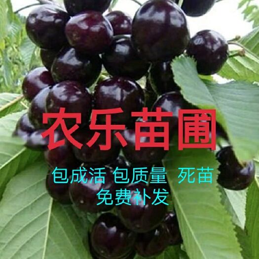 平邑县黑珍珠苗