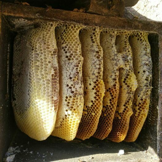 洛宁县 100斤土蜂蜜需要的联系