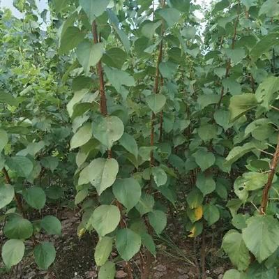 大黄杏树苗，基地直供，品质保证，五月下旬成熟，离核丰产抗病