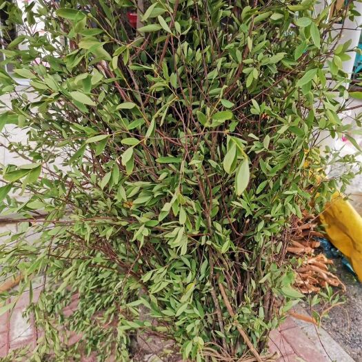 南雄市 了哥王