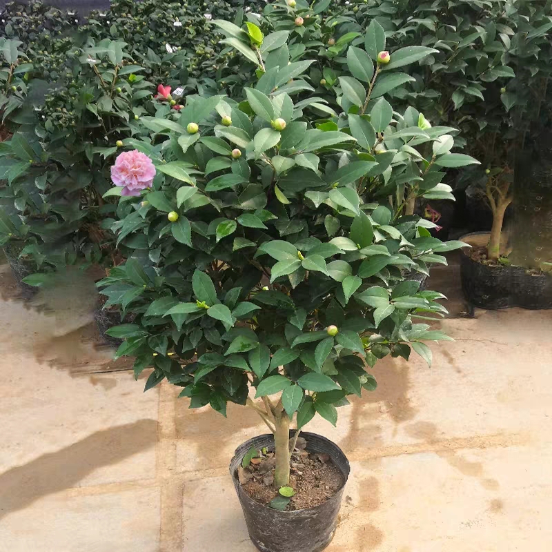  香妃茶花