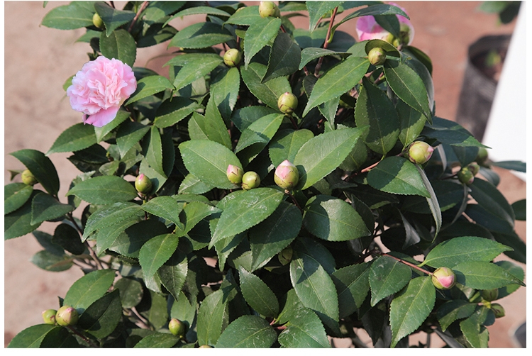  香妃茶花