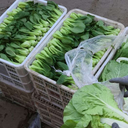 曹县北方小油菜 青梗菜精品