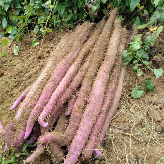英德市紫玉淮山山药 订年货紫玉淮山礼盒装十斤