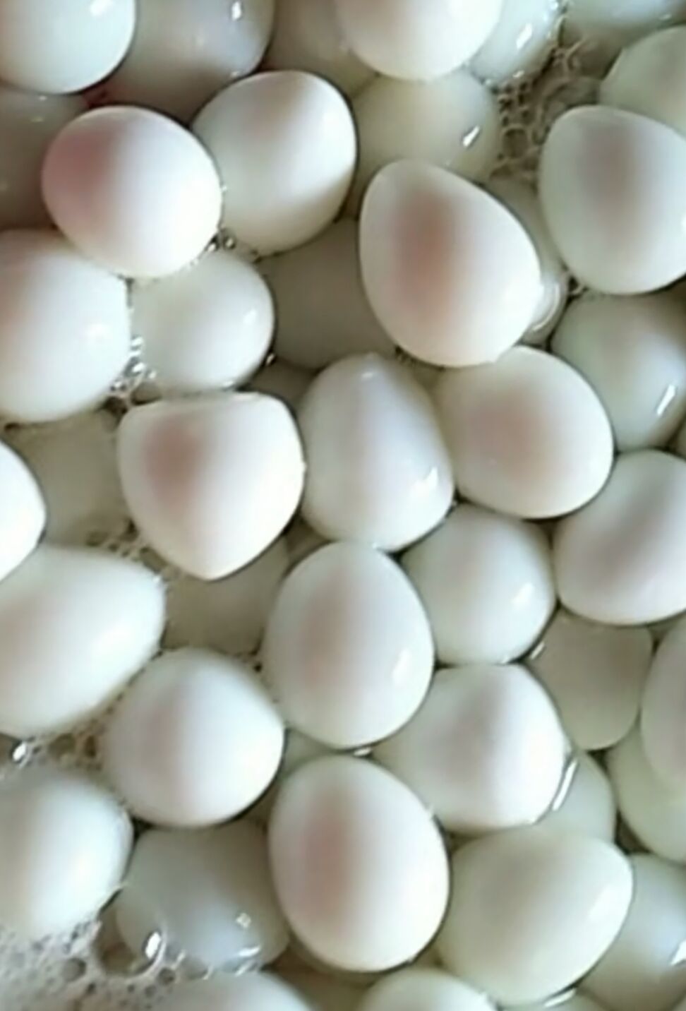 武陟縣鵪鶉蛋  蛋清水蛋營養全面好食材綠色食品零添加