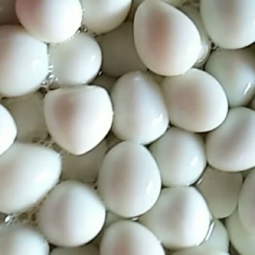 武陟县鹌鹑蛋  蛋清水蛋营养全面食材绿色食品