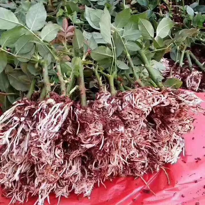 玫瑰苗  蝴蝶，花型非常漂亮，成活率高，