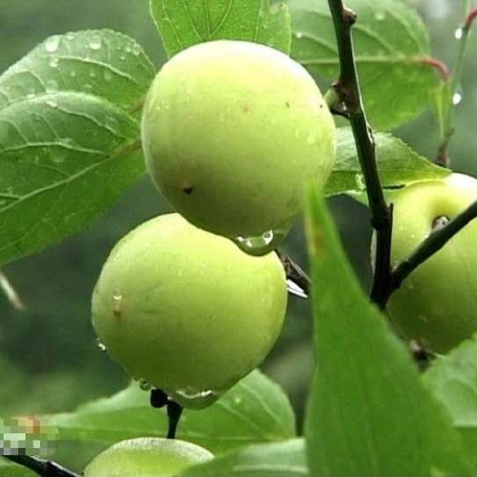 灵山县石楠  梅子树 青梅苗，也叫酸梅子苗，正品嫁接苗，基地直供，量大从优
