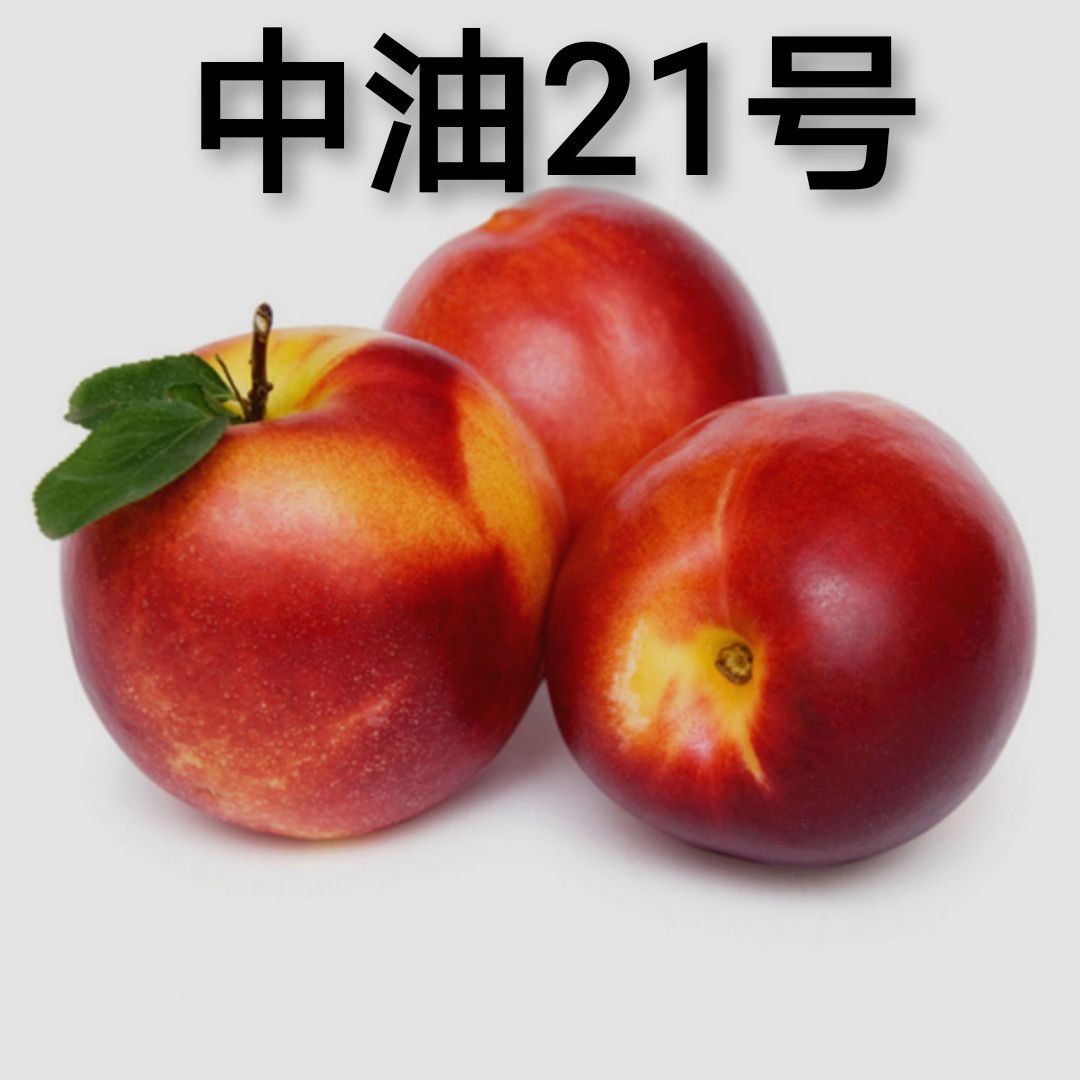 中油21号油桃苗