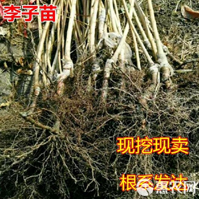 红心李子苗 西梅嫁接无核李子苗，基地直销包邮包成活