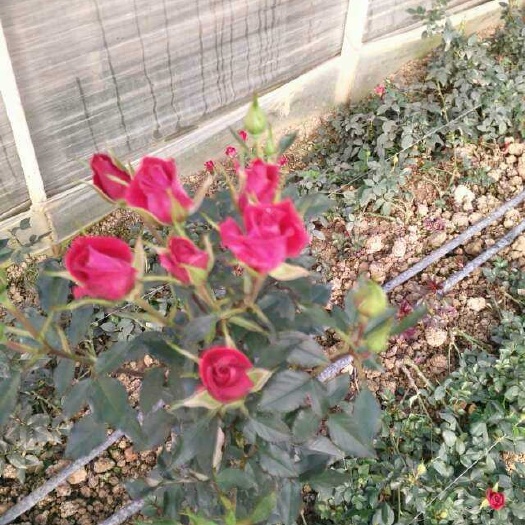 昆明基地直销，多头玫瑰，一只有多个花头，