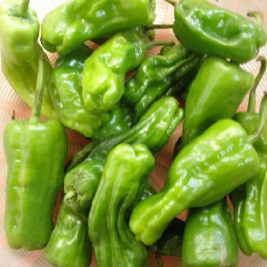禄丰市菜椒 10~15cm 甜辣 靑色