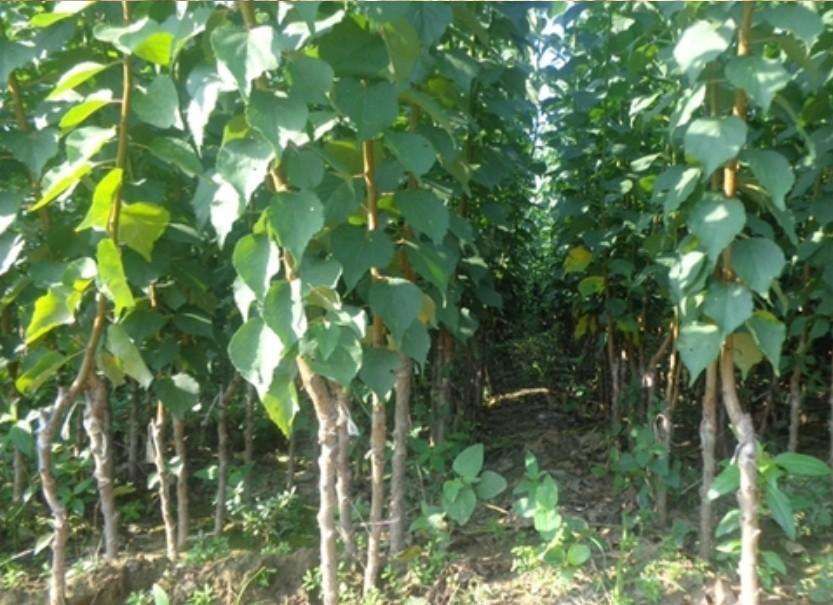  巨蜜王杏树苗，6月上旬成熟，极丰产，抗寒，抗病虫，