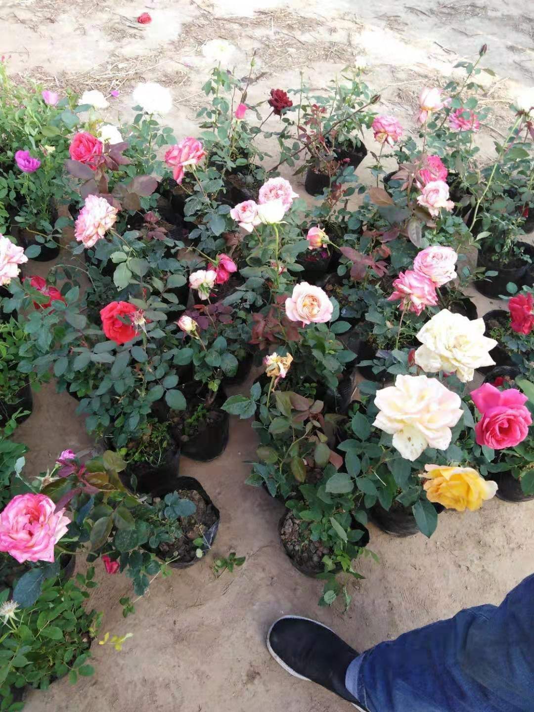 大花月季 ，四季开花各种各色，带花包发货，全国包邮死苗免费补