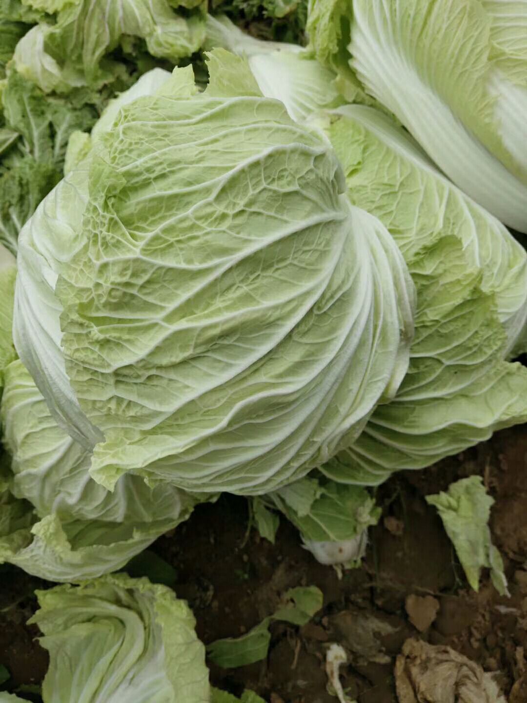 聊城大白菜大量供应