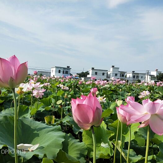 广昌县太空莲莲藕 海南省太空水果莲子种苗基地直销、原产地一手货源、品种纯正