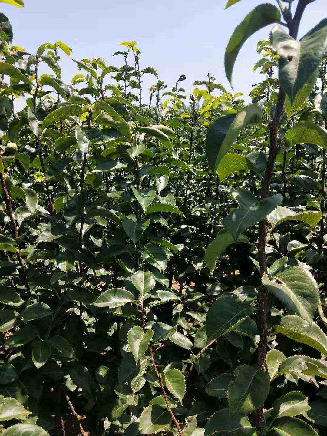  巨蜜王杏树苗，6月上旬成熟，极丰产，抗寒，抗病虫，