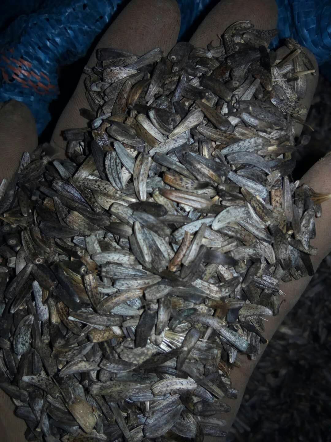  秦艽苗云木香种子云木香独根上市欢迎订购诚信经营需要赶紧联系