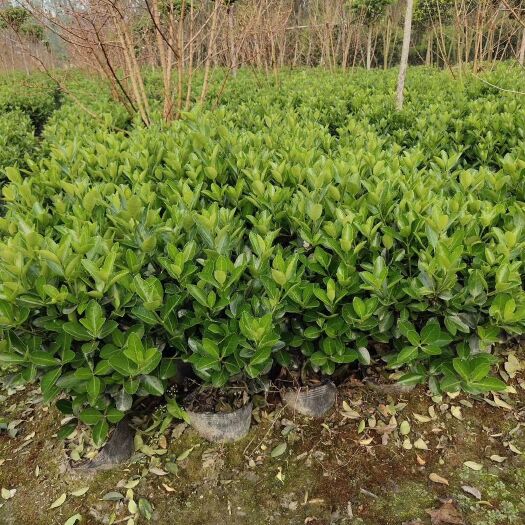 成都 大叶黄杨，万年青，冬青卫矛，四川万年青批发成都万年青价格