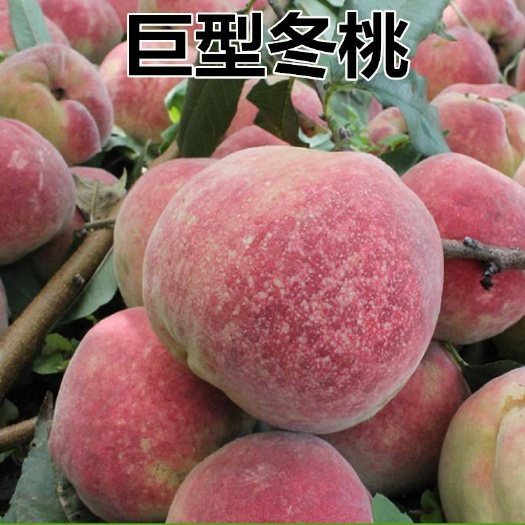 平邑县巨型冬桃苗  晚熟桃树苗 巨型冬桃树苗嫁接苗包品种南北均可种