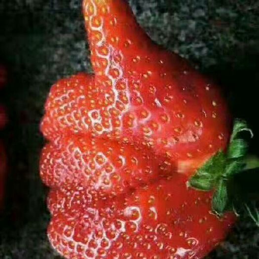 德昌县 德昌露天草莓  香甜可口  正宗的绿色水果  欢迎选够