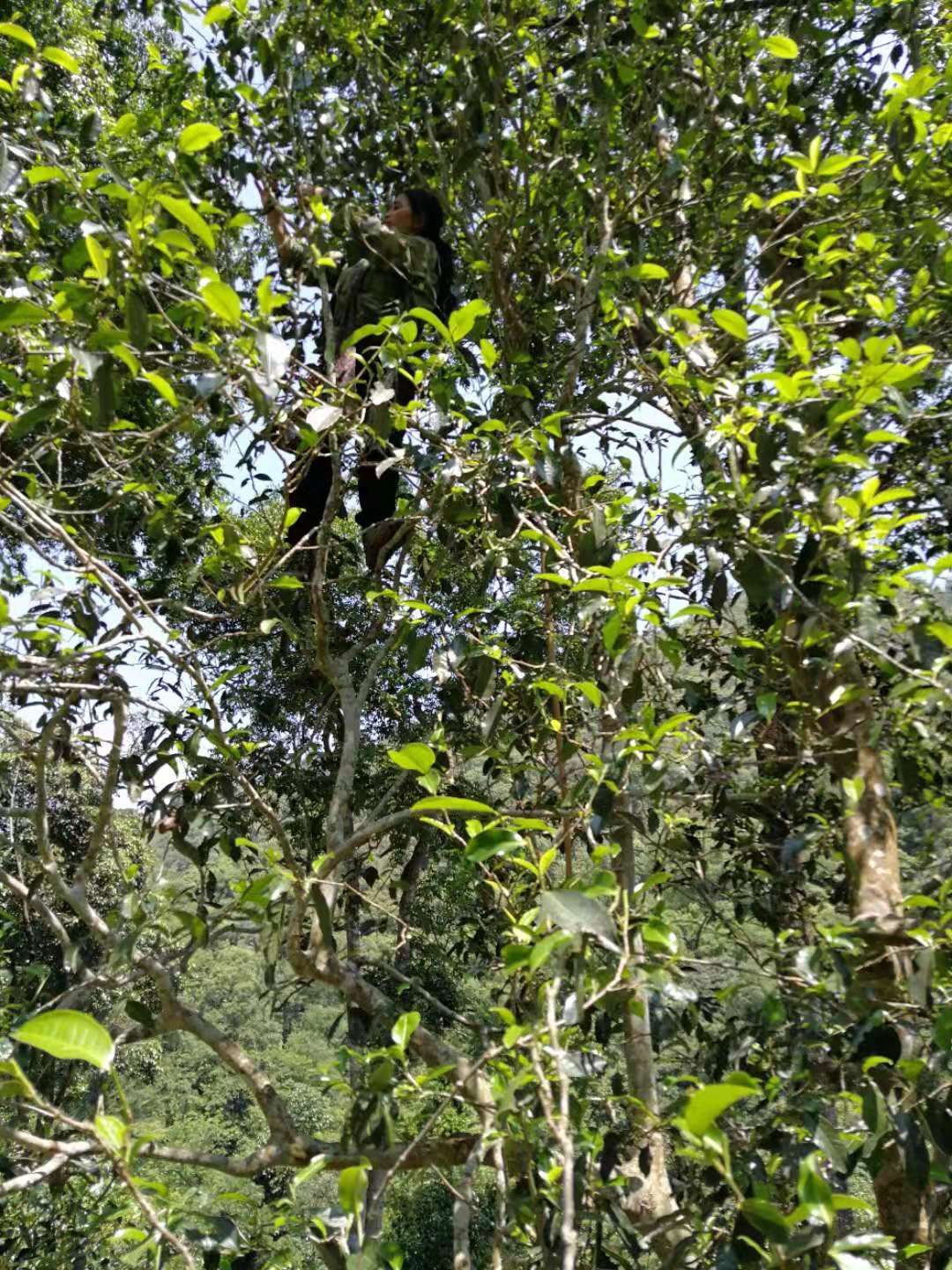 刮风寨茶  易武刮风寨毛茶，古树，大树，小树