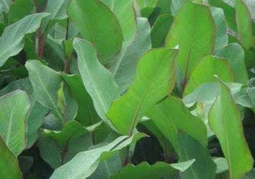 东兰县芭蕉芋 2cm以上