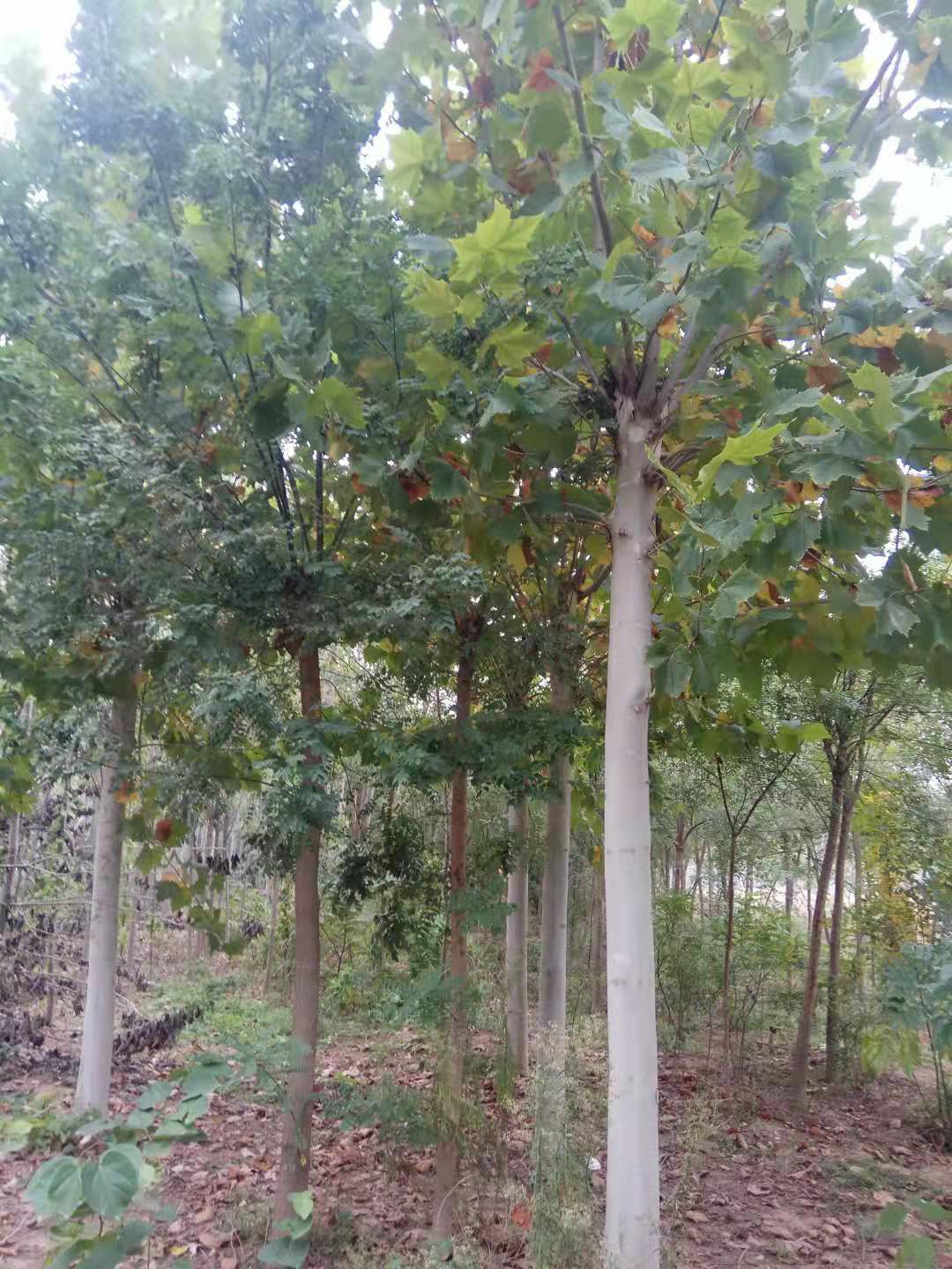  速生法桐，大量供应，承接绿化工程项目，欢迎合作采购。