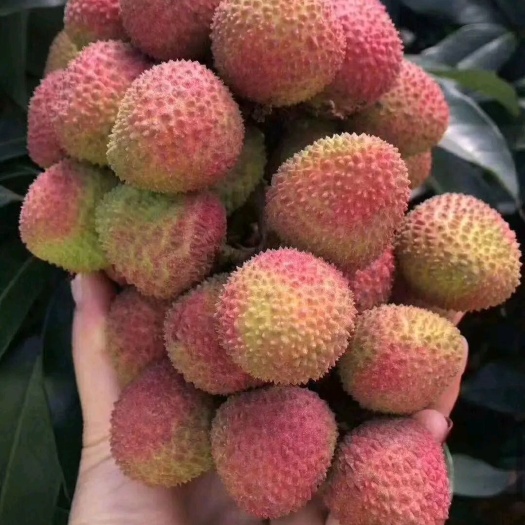 灵山县妃子笑荔枝苗，纯正嫁接正品，可带土球，裸根发货！根糸发达！