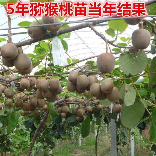芷江县 红心猕猴桃苗子