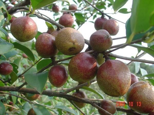  湘林油茶苗