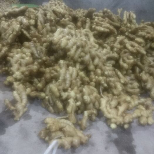 昌邑市大黄姜 姜王