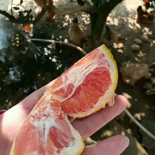 新宁县崀山脐橙 正宗崀山红心脐橙