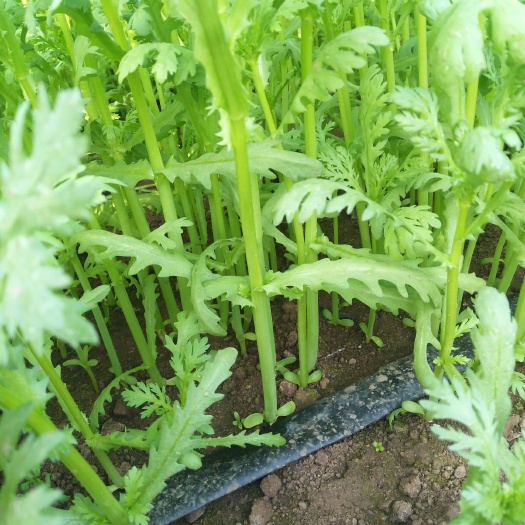 光杆茼蒿 30 ~35cm