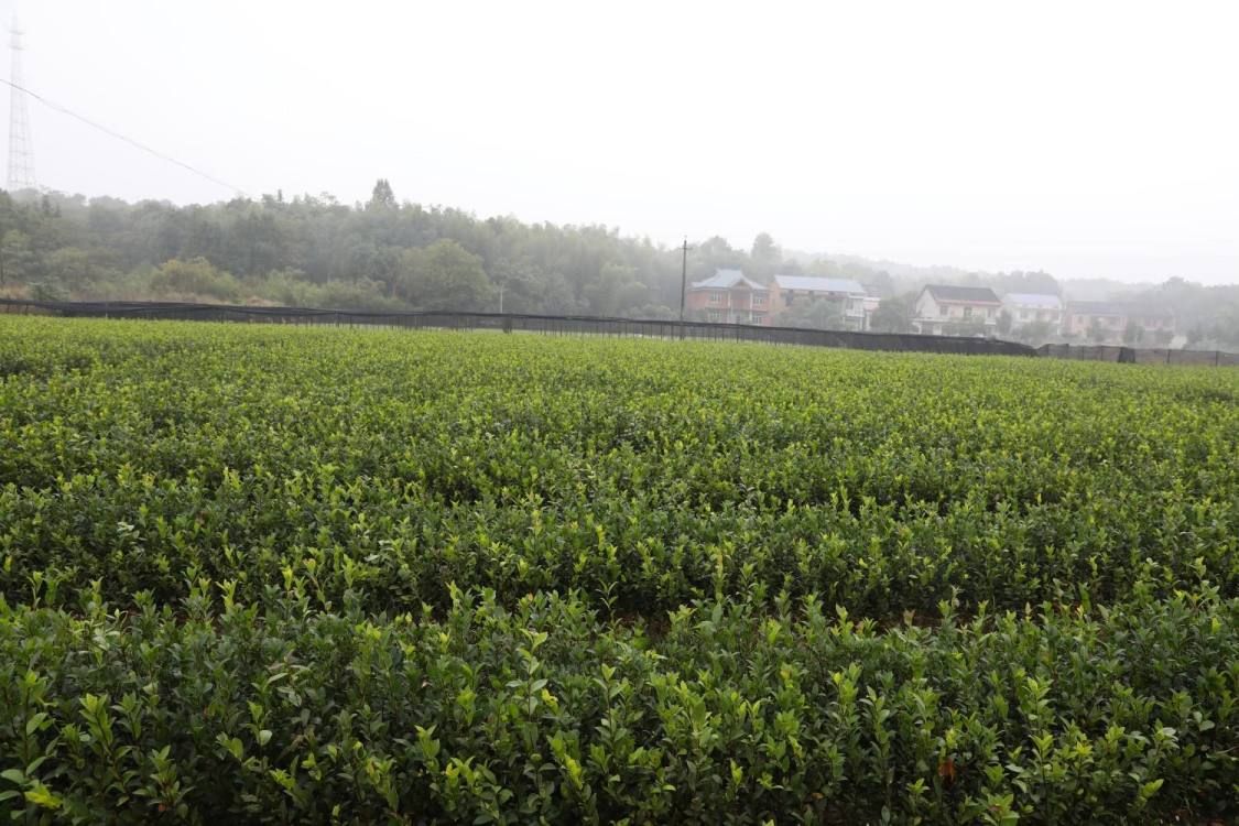  湘林油茶苗