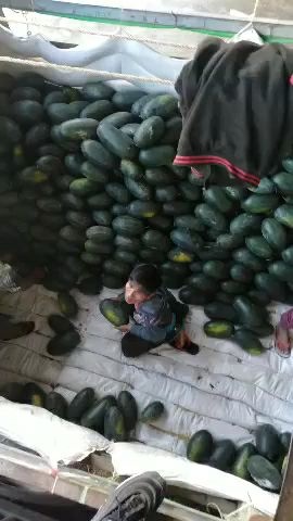 冠县黑美人西瓜 越南黑美人