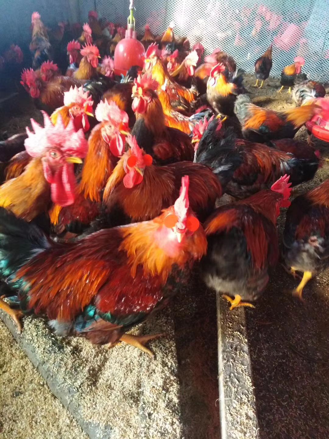 [土鸡批发]草原红公鸡 养了5个月毛好,价格低有意向的老板联系价格10