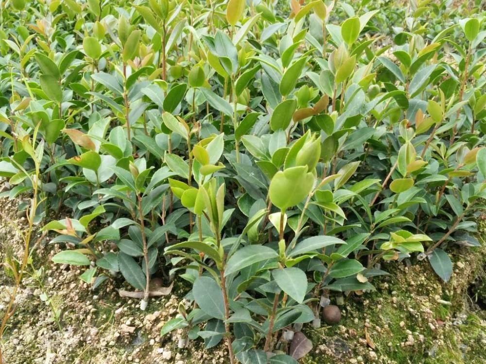  湘林油茶苗