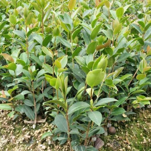 邵东市 湘林油茶苗