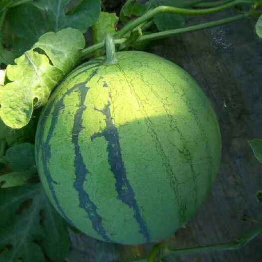 夏邑县无籽西瓜 夏邑县早佳8424美都要的联系